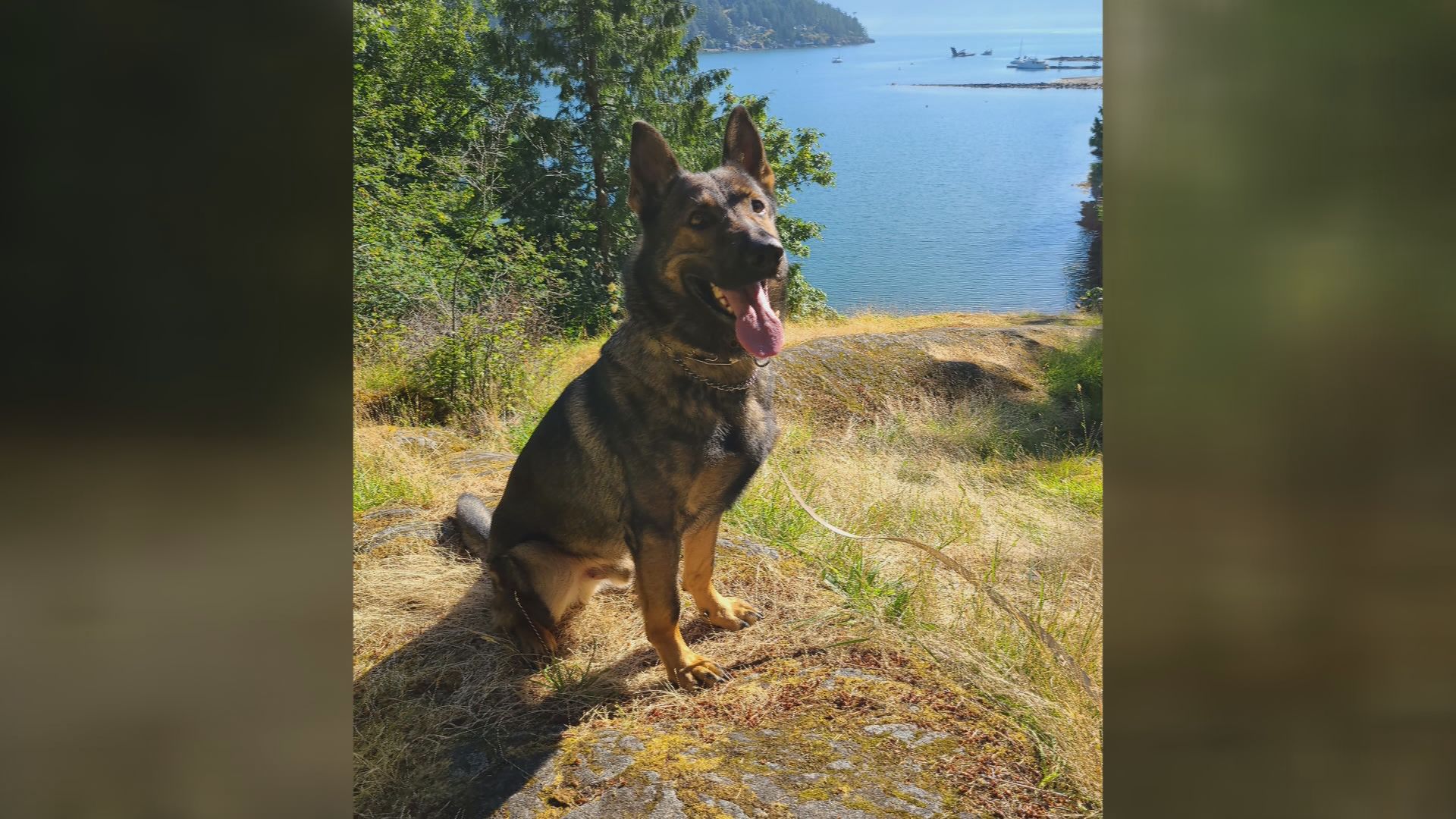 Полицейско куче се възстановява след като е отрязано с нож