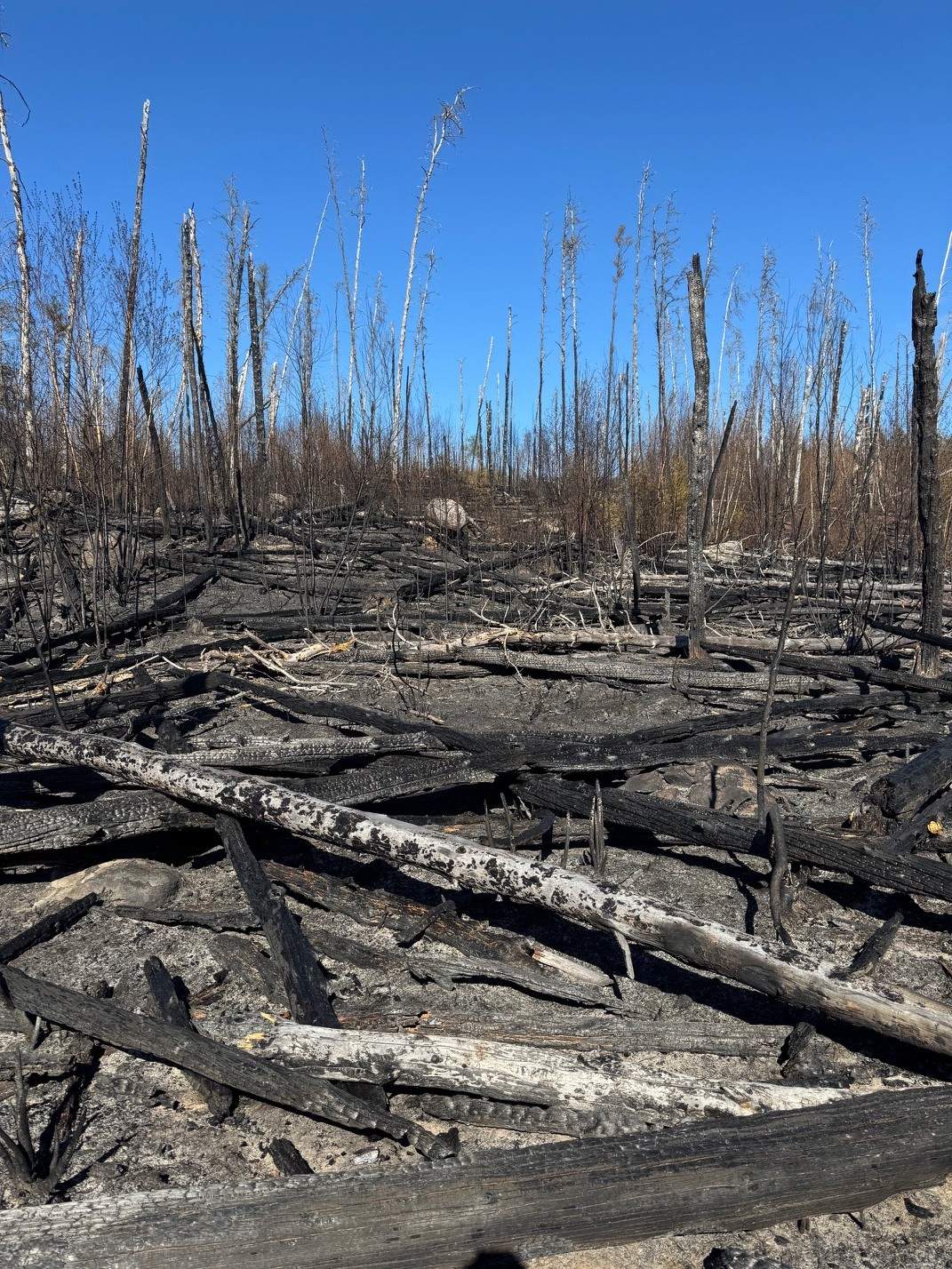 The wildfire’s aftermath.