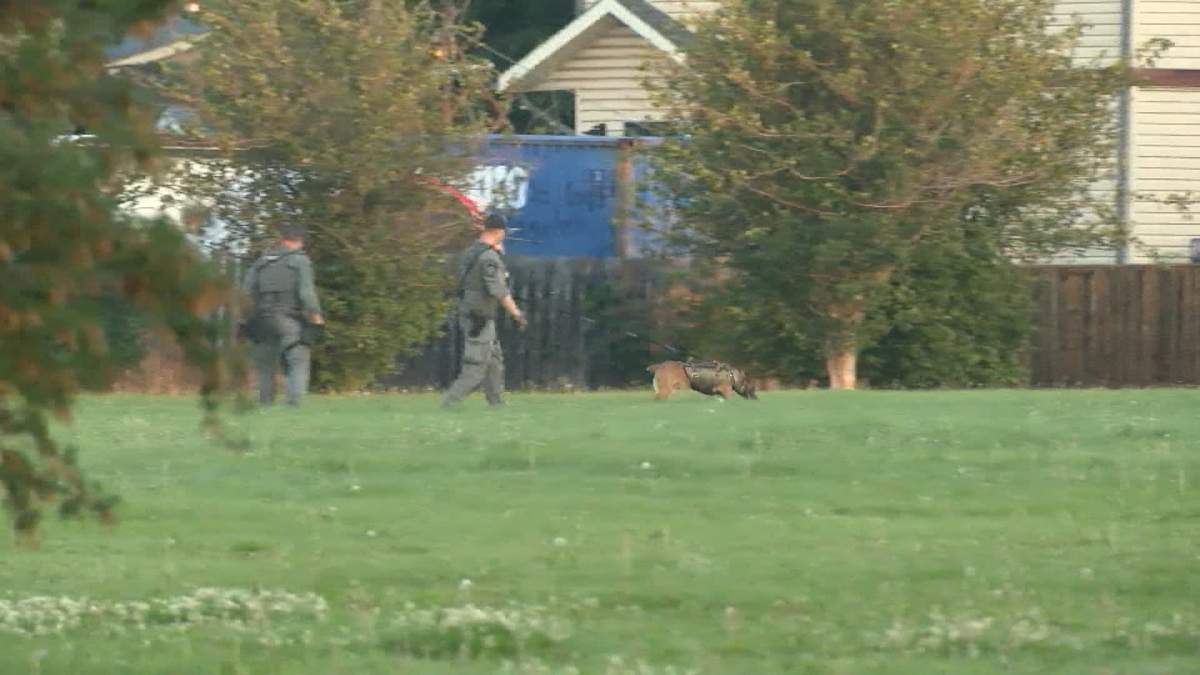 Members of the Calgary police canine unit are seen searching an area on Abergale Drive northeast where a man's body was discovered early Friday morning.