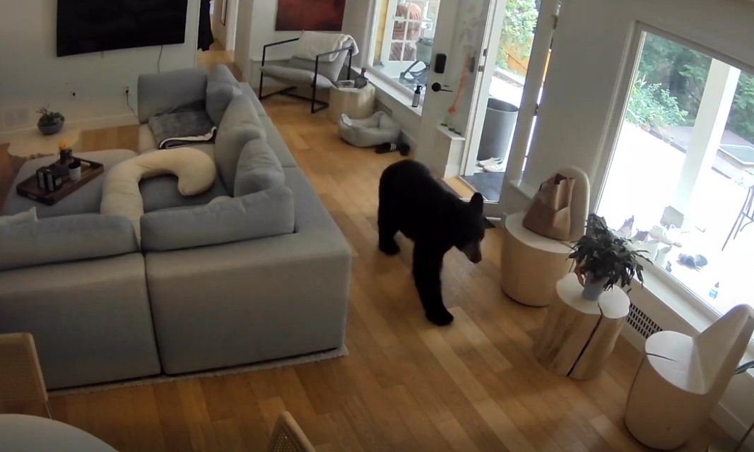 Скаут може да е малък Pomeranian но той има голяма