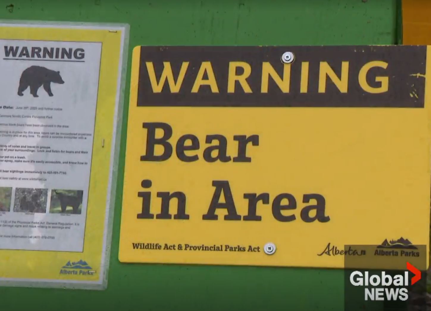 изобилие от биволски плодове в планинските паркове западно от Калгари