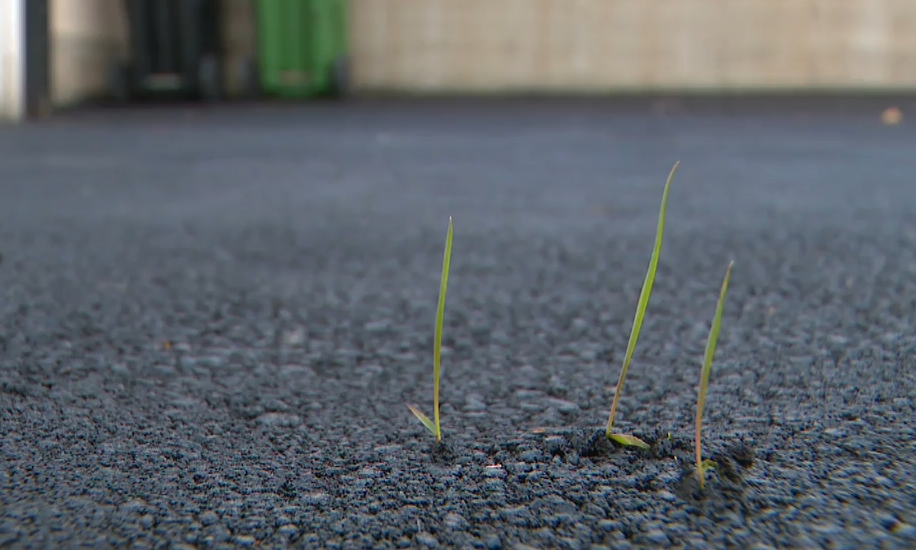 Weeds sprouting in McAlear’s driveway