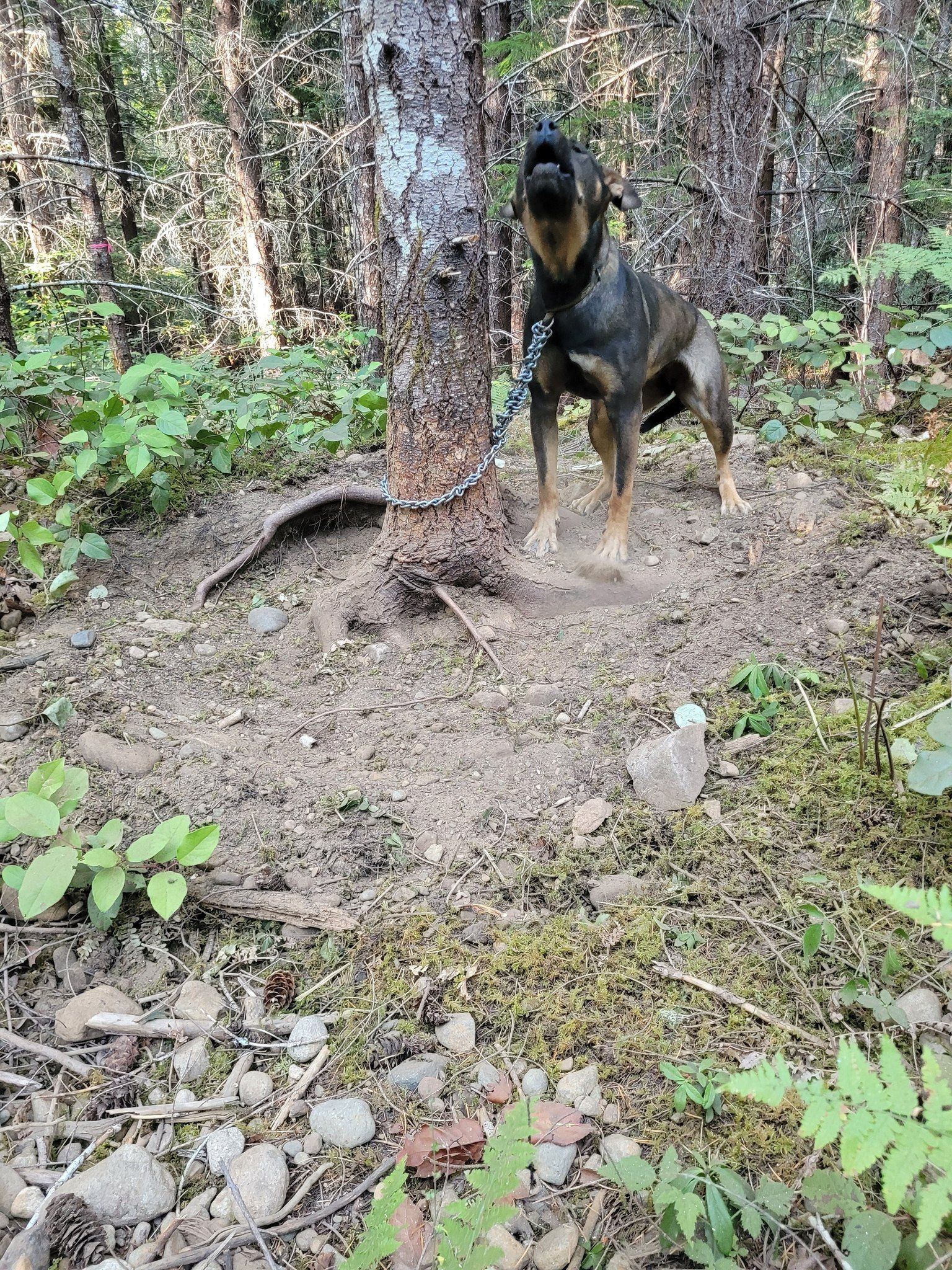 Джанет О Райли следи внимателно изгарянето на Уесли Ридж пожар на