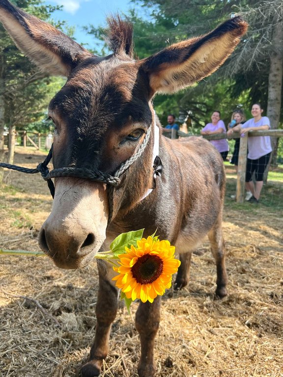 Любовта очевидно е във въздуха за Ханк миниатюрно магаре от