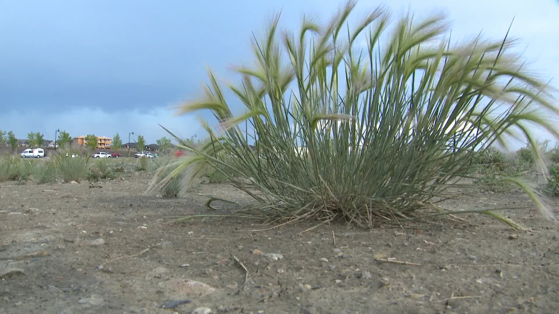 Много жители на Калгари вероятно не знаят за градски подзаконов