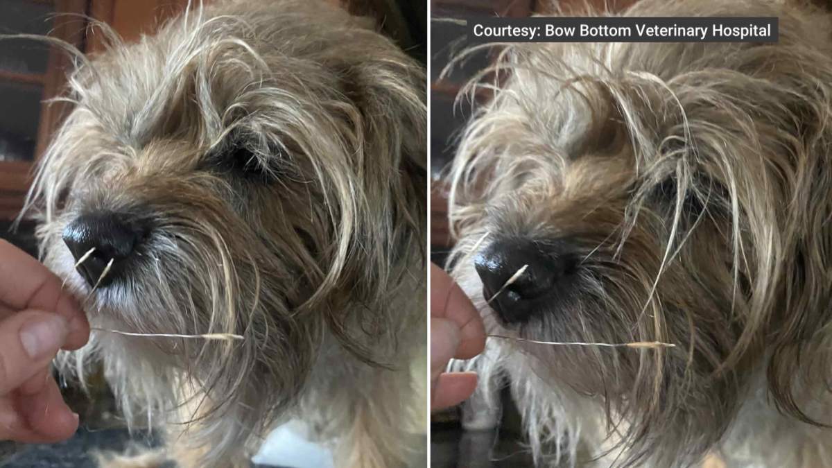 Doctor Julie Schell, a veterinarian with Bow Bottom Veterinary Hospital, said the foxtail branches can become lodged in a dogs eyes, nose or mouth like it did when this dog had an unfortunate encounter with the dangerous and potentially deadly weed.