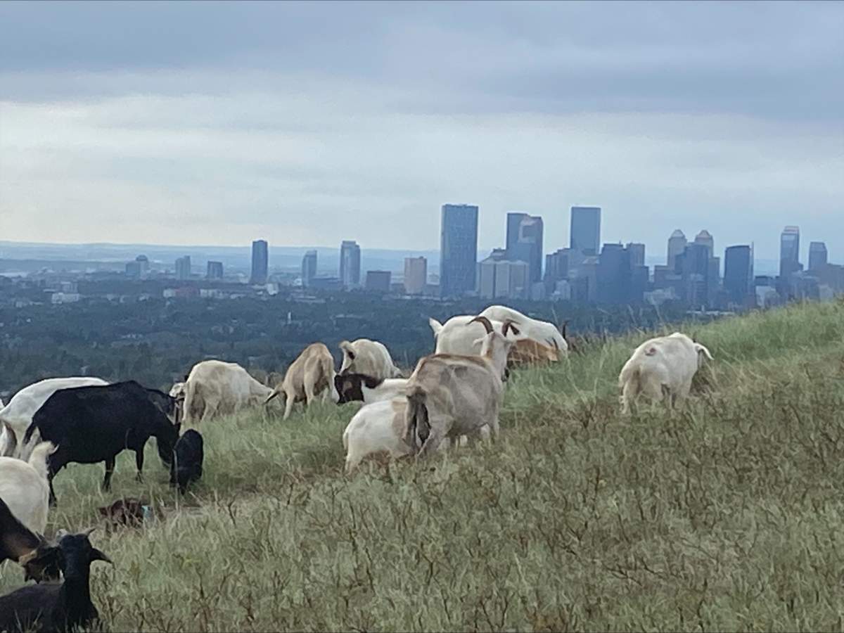 The goats will be tended by a shepherd and herding dogs and while the public won't be able to interact with them, there will be "program ambassadors" on hand to educate the public about the grazing program.