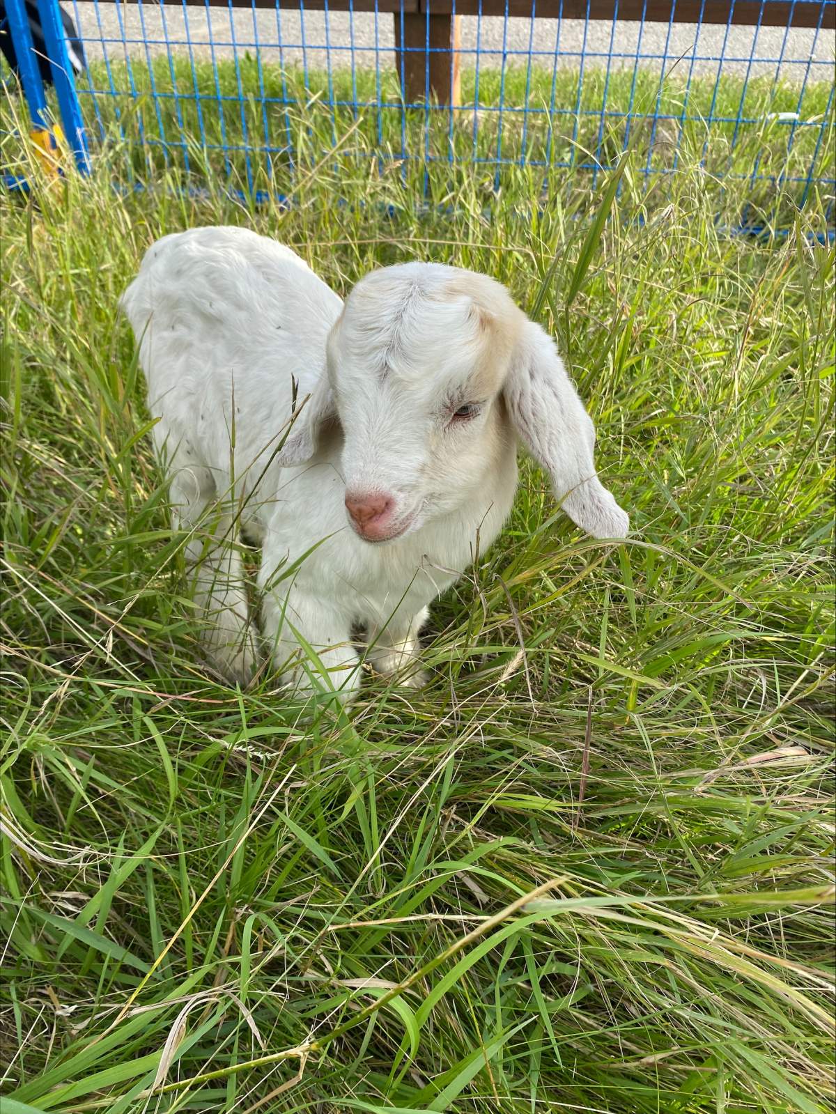 Th city of Calgary has been using the goats to control invasive species since 2016 when a herd of them were hired to munch their way through Confluence Park.