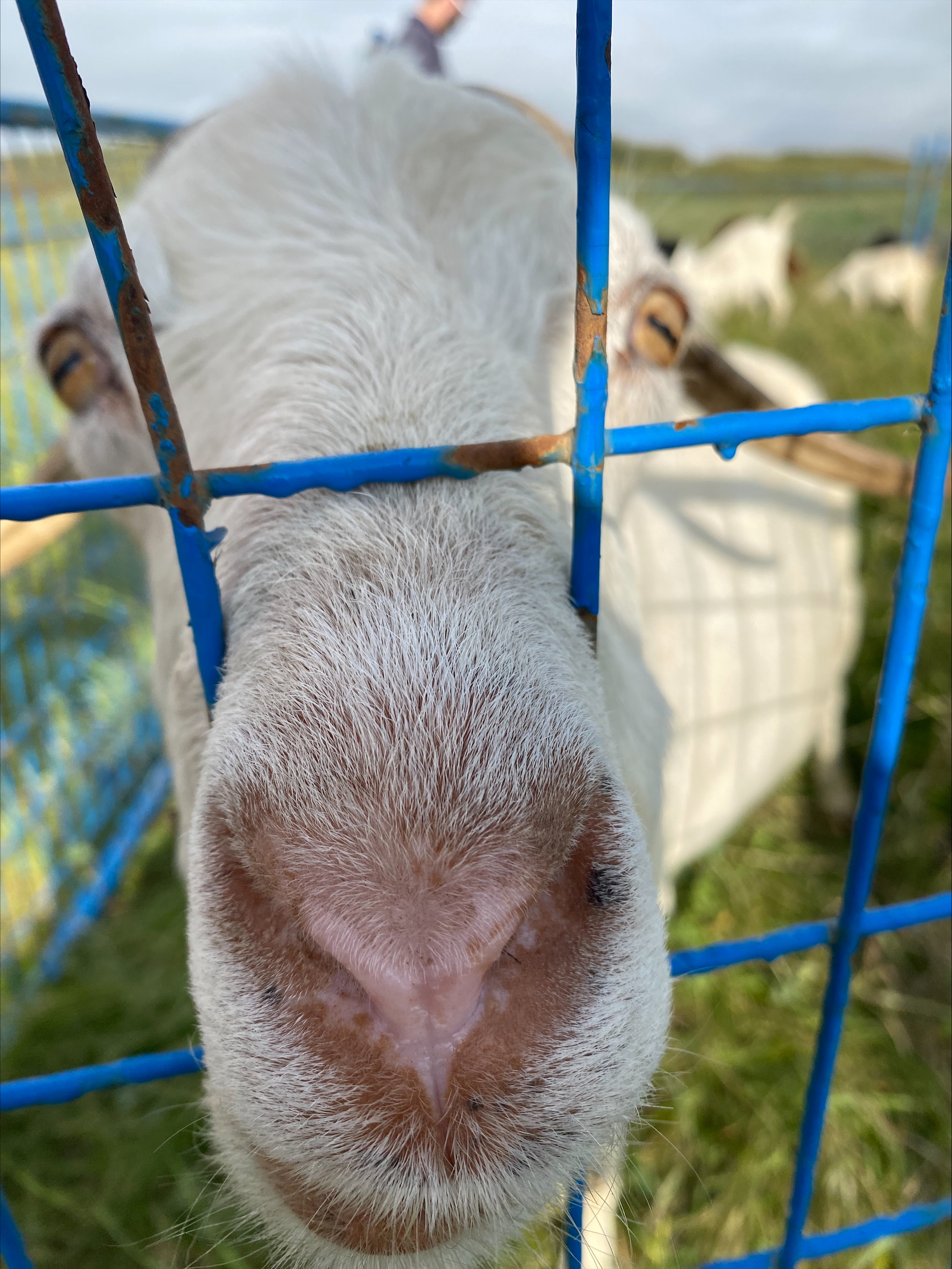 Около 800 кози ще се разпръскват в парка на носа