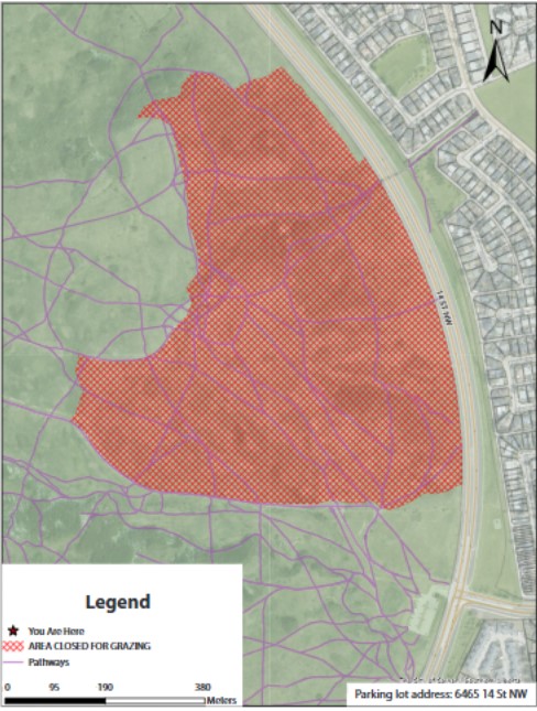The goats will be grazing a 58 hectare area of the Rubbing Stone Hill Natural Parkland zone, on the east side of Nose Hill Park, north of 64 Avenue northwest, until August 27.