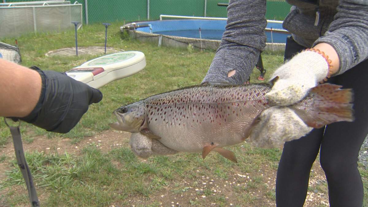 Workers check for tags on a brown trout at the Whiteshell Fish Hatchery.