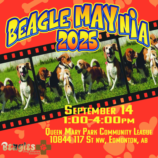 BeagleMAYnia - image