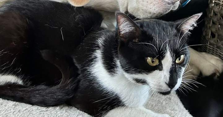 BC Ferries моли клиентите на кораба за вдъхновение на крайбрежието