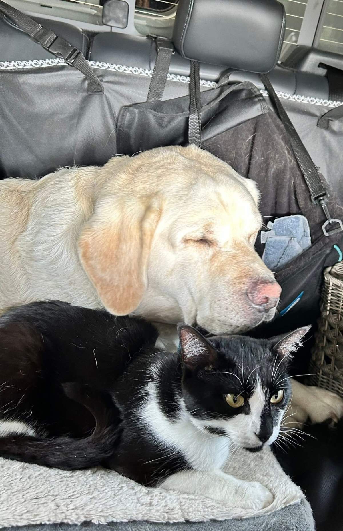 Luigi is a tuxedo cat who went missing on board a BC Ferries vessel recently.