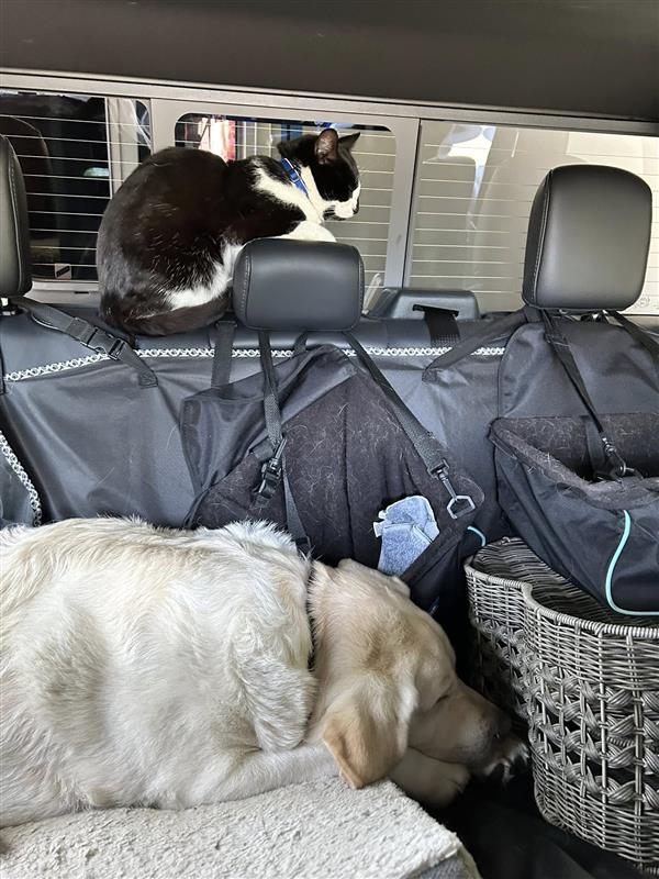Luigi is a tuxedo cat who went missing on board a BC Ferries vessel recently.