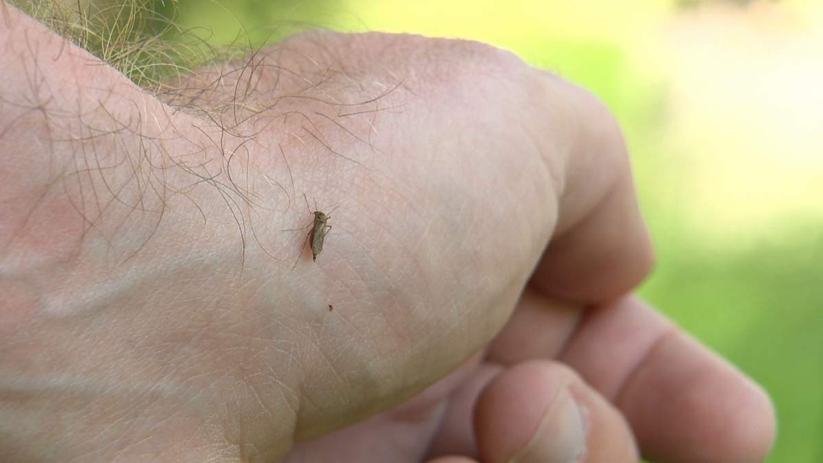 People who are worried about being bitten by mosquitoes are being advised to reduce their risk by looking around their backyard and get rid of any standing water.