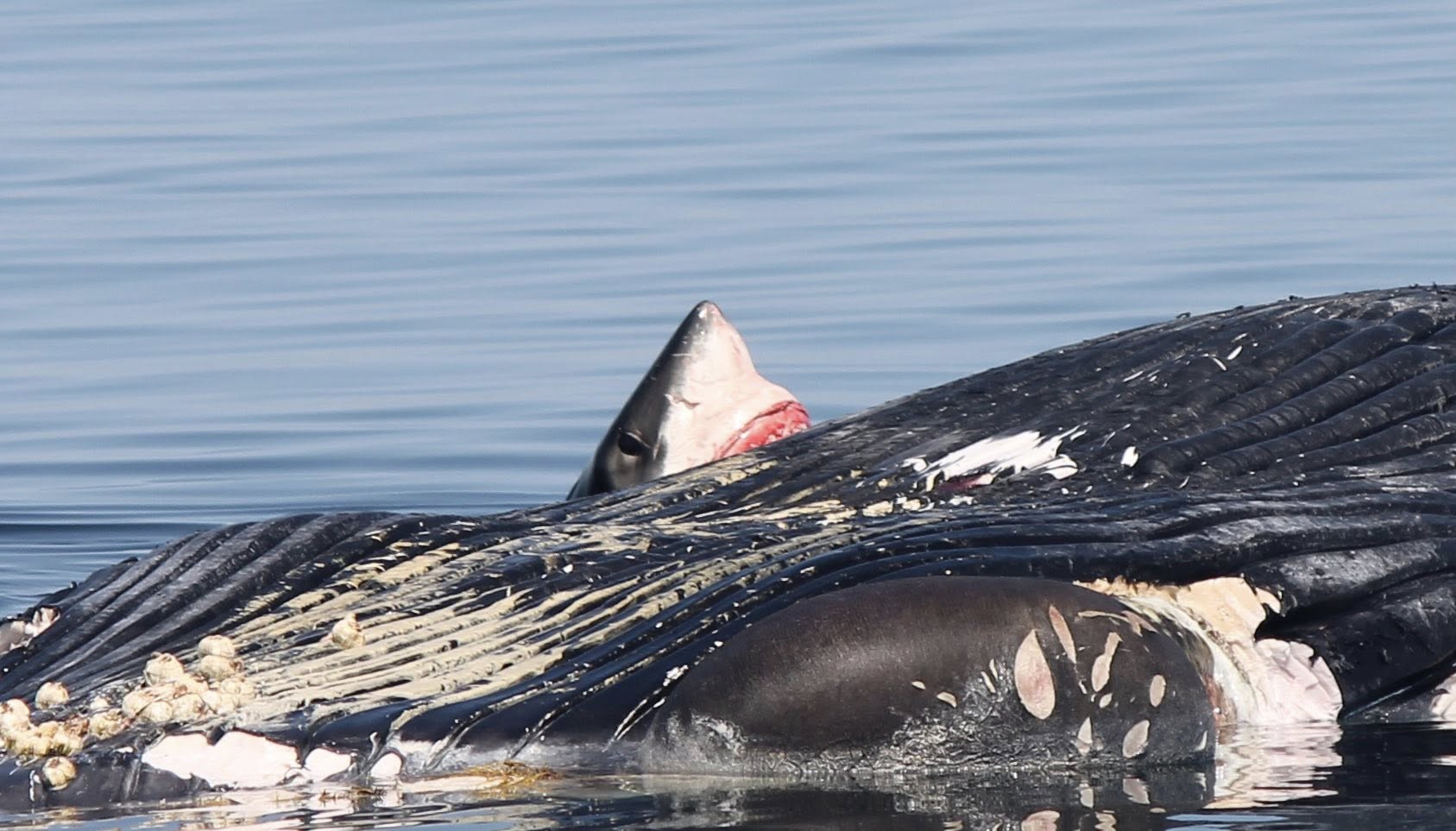 Гостите на борда на туристическа лодка за гледане на китове