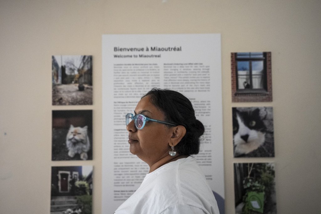 Aqeela Nahani poses for a photograph inside the Montreal Cat Museum: Le Miaousee, in Montreal on Thursday, Sept. 11, 2025. THE CANADIAN PRESS/Christopher Katsarov.