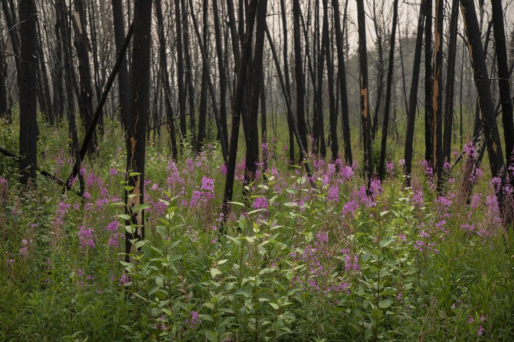 По малко туристи идват в Джаспър Алта От обикновено тази