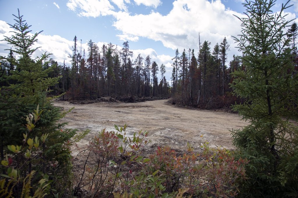 Самотна черна врана на овъглено дърво беше един от единствените