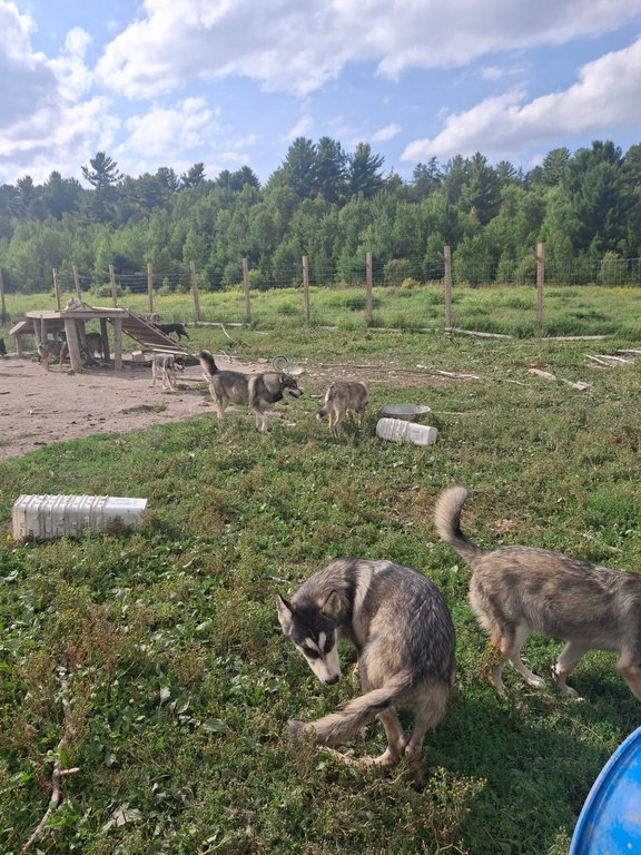 A group of wolf-dogs, canines with mixed domestic dog and wolf lineages, are seen on their owner Bryton Bongard's property in Wahnapitae, Ont., in an undated handout photo. 