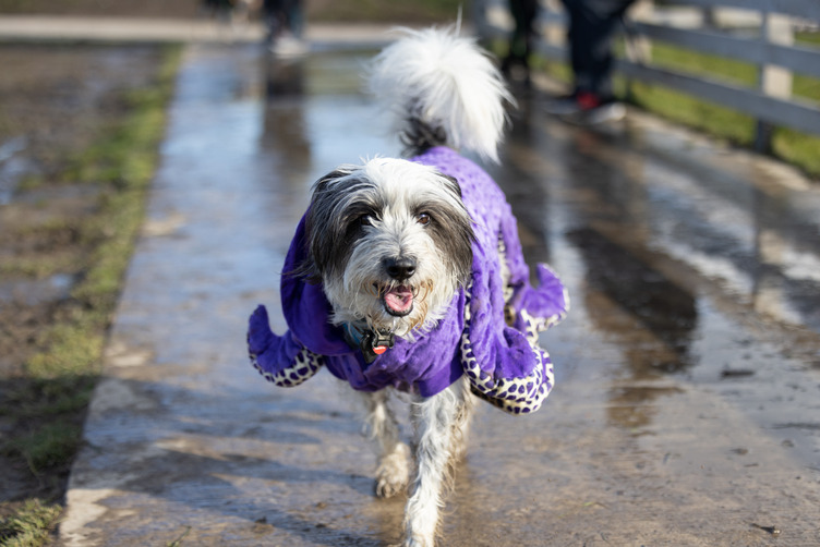 Howl-O-Ween Unleashed 2025 - image