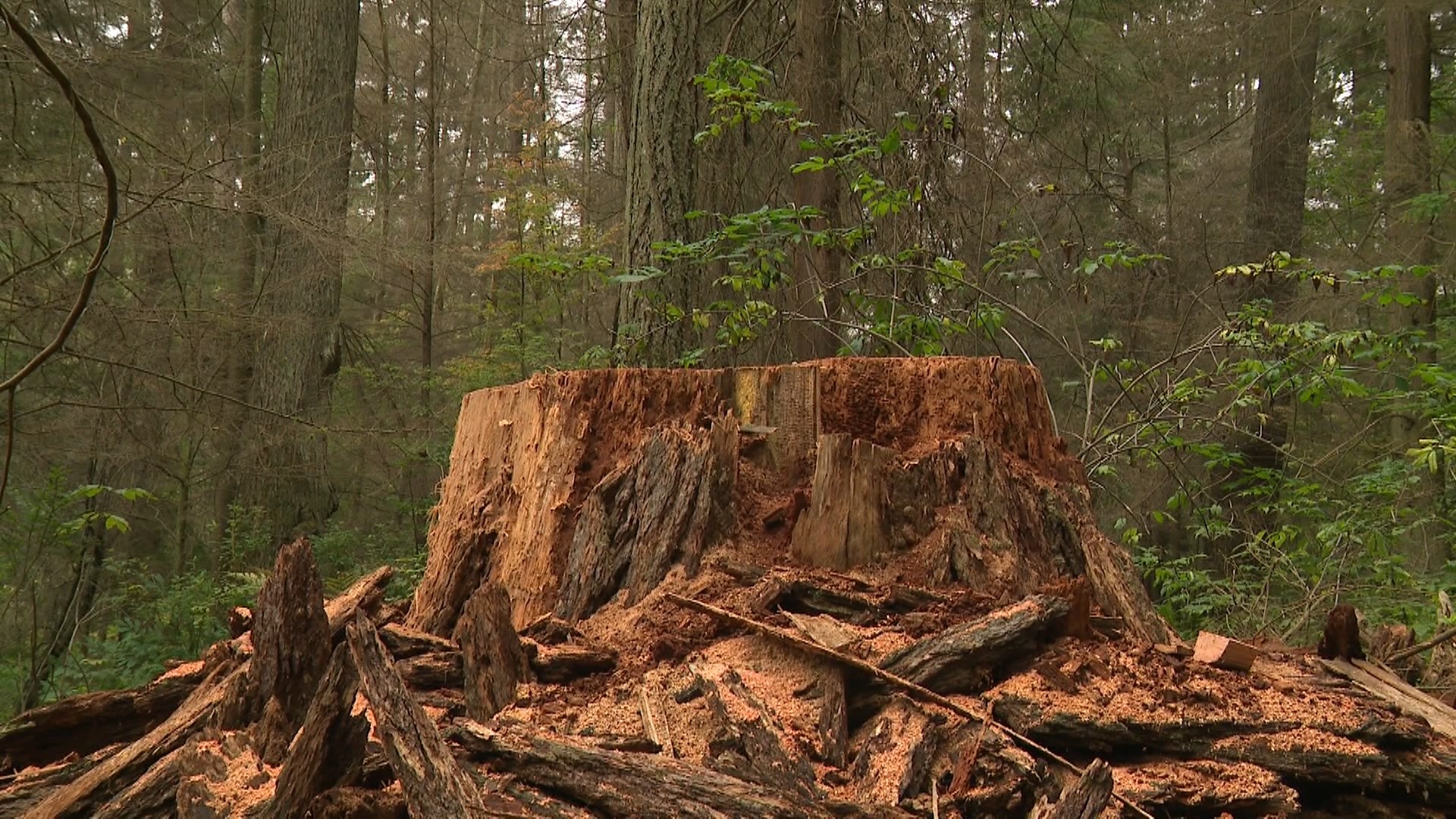 загрижени жителите на Ванкувър са повдигнали алармата за 400 годишна ела