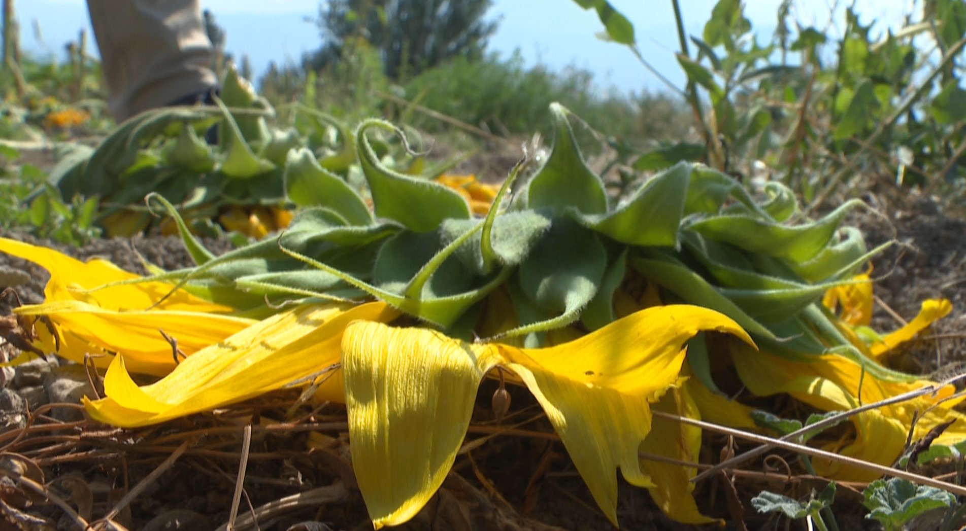 Мистерия е в крак Помислете за случая на свалените слънчогледи