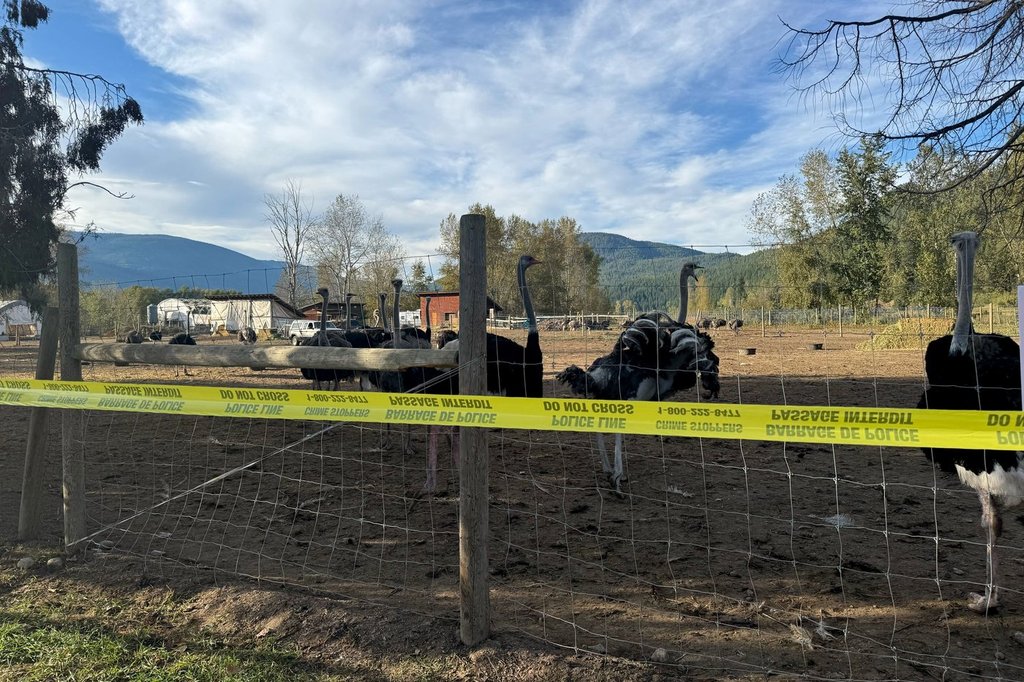 Death at B.C. ostrich farm deemed ‘not suspicious,’ say RCMP 