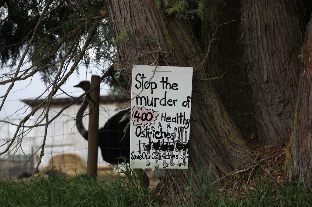 A sign calling for the protection of ostriches at the Universal Ostrich Farms is displayed at the farm in Edgewood, B.C., on Saturday, May 17, 2025.