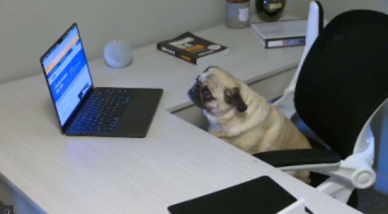 Phoebe, a nine-year-old pug dog, is part of a stunt by Edmonton-based company, Cognisense, to prove a point.