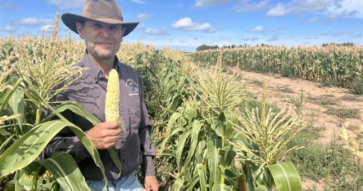 ‘Used up every drop of water’: Drought conditions wreak havoc on N.B. farmers’ crops