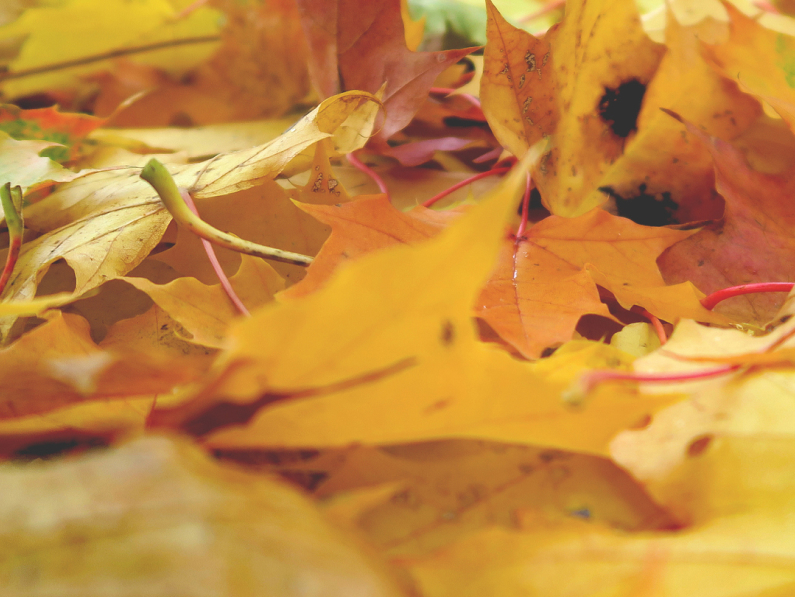 Кураторът независимо решава какви теми и продукти представяме Когато закупите