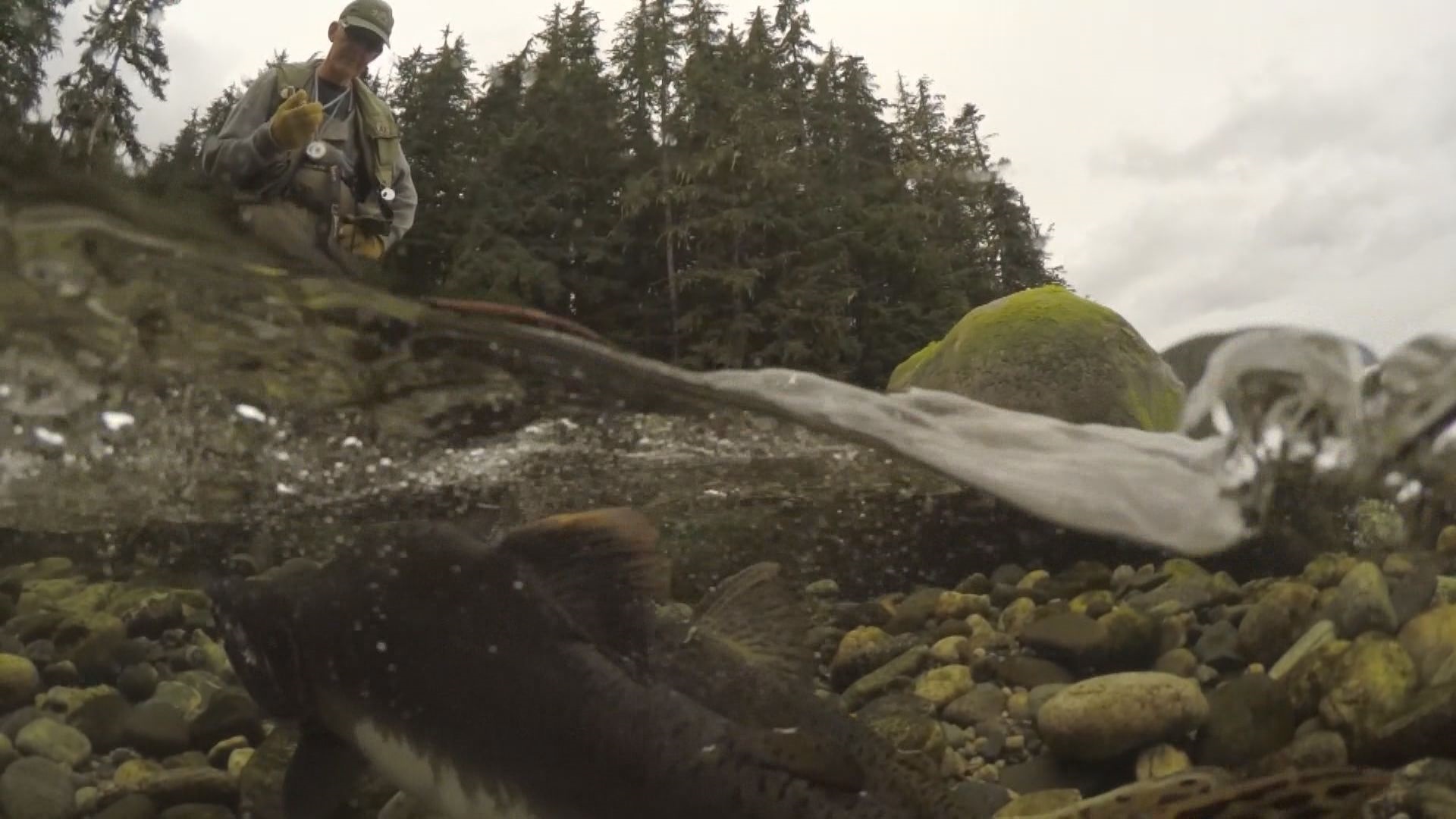 Concerns raised over alleged cuts to North Coast salmon monitoring