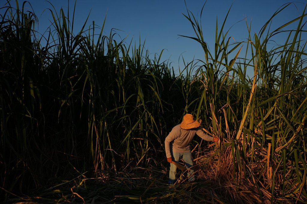 Farmworker Raul Cruz chops sugarcane in Niland, Calif., Thursday, Sept. 11, 2025. (AP Photo/Jae C. Hong).
