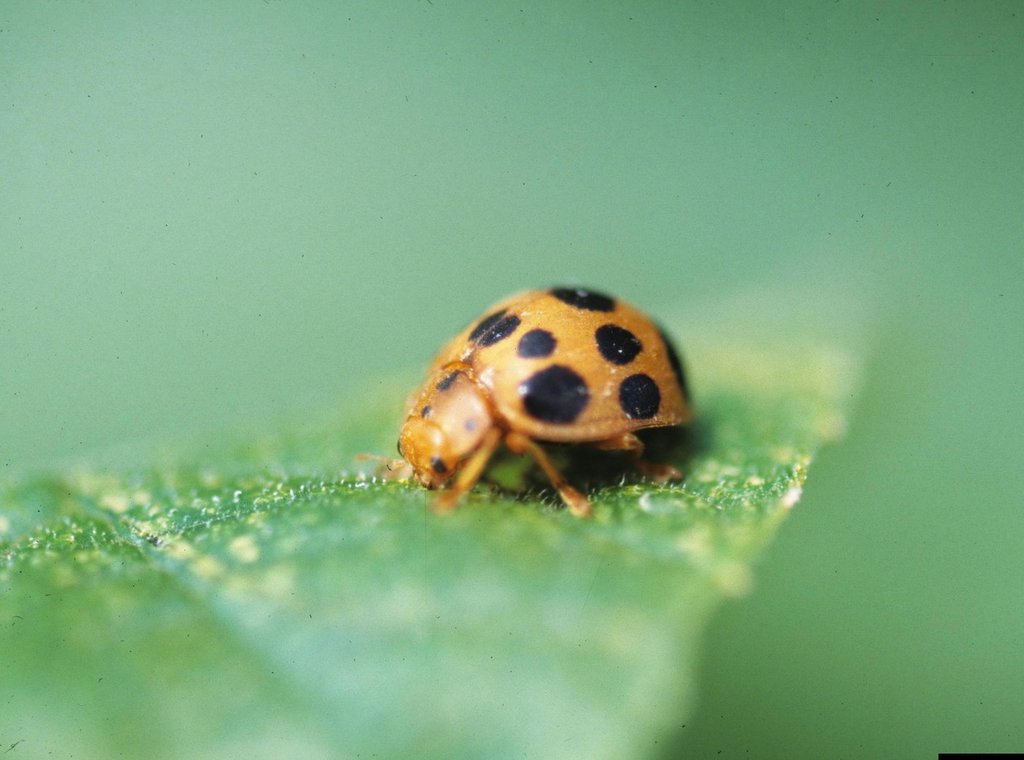 This 2010 image provided by Bugwood.org shows a squash beetle on a leaf. (Gerald Holmes/Strawberry Center/Cal Poly San Luis Obispo/Bugwood.org via AP).
