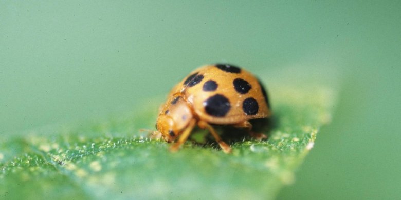 From errant birdseed to mint mishaps, gardening can be as scary as any Halloween night