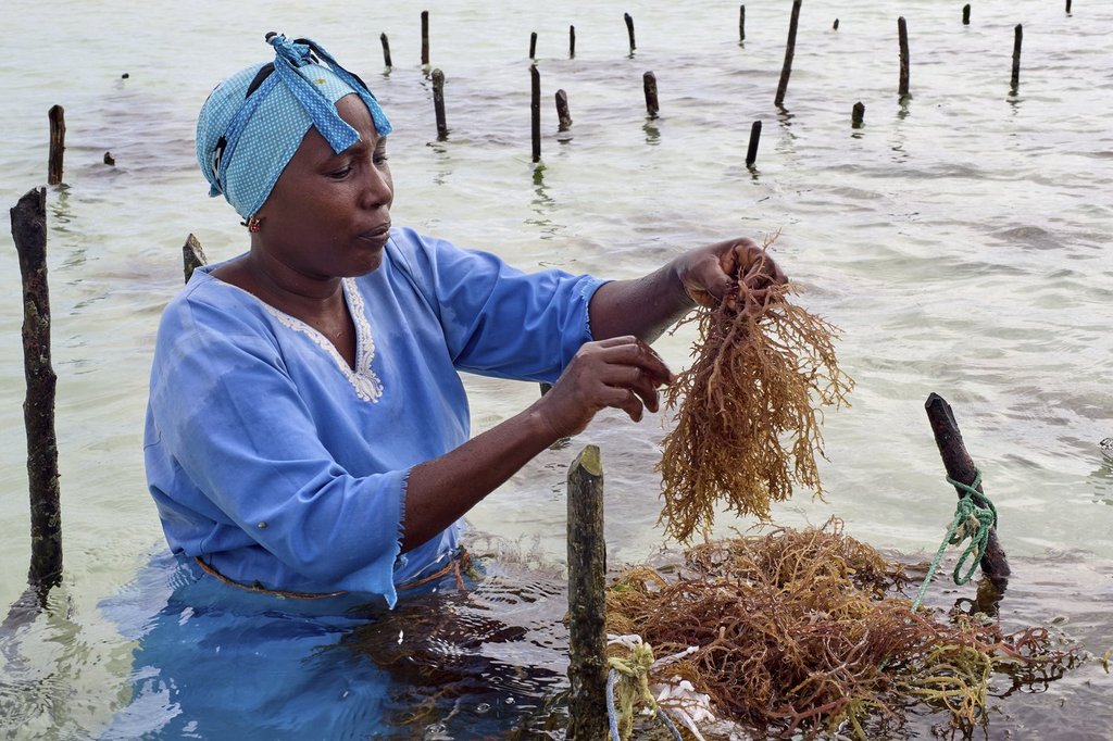 An employee of Mwanzi Zanzibar, a boutique seaweed farm and factory, tends to seaweed in the waters off Paje, Zanzibar, Tanzania, Thursday, July 24, 2025. (AP Photo/Jack Denton).