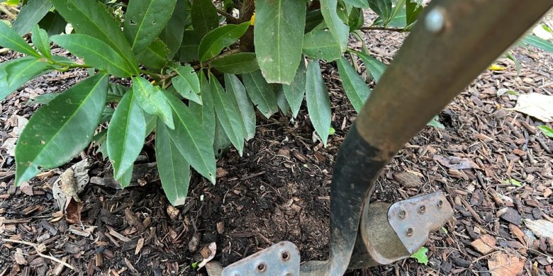 Transplanting shrubs: Timing and technique for a thriving garden