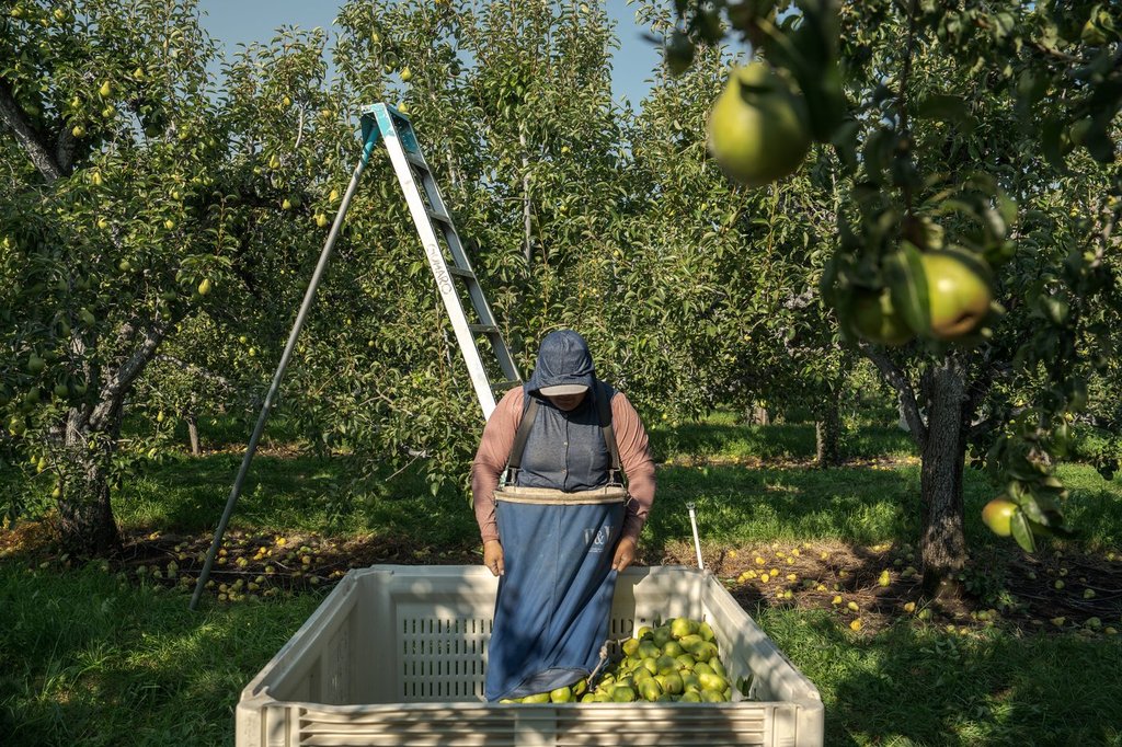 A farmworker harvests pears at an orchard in Naches, Wash., Thursday, Aug. 28, 2025. (AP Photo/Annika Hammerschlag).