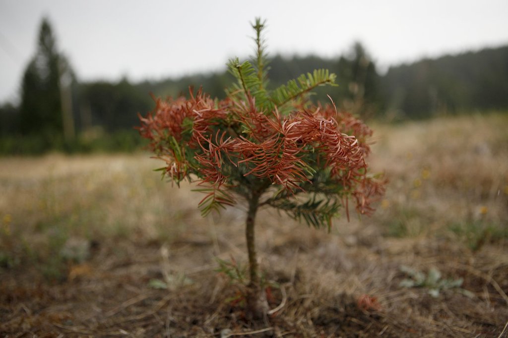 B.C.’s drought conditions show ‘strong regional divide’ between north and south