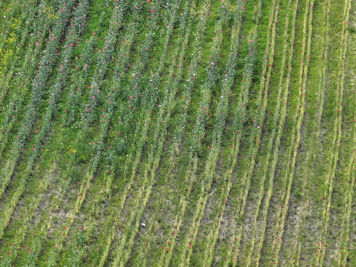 Edmonton police found around 60,000 opium poppy plants being grown on an acreage near 34 Street and 195 Avenue in the city's northeast on July 4, 2025.