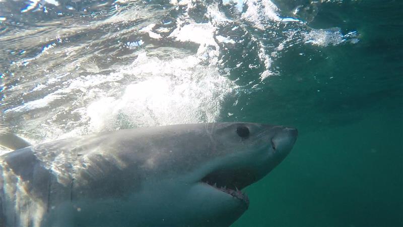 A group of marine research scientists from around the world have recently tagged 16 great white sharks off the coast of Nova Scotia. 
