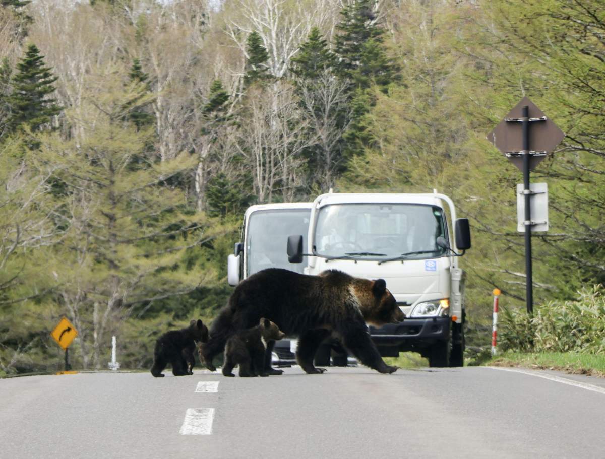 May 14, 2025: Photo taken on May 14, 2025, shows a bear and two cubs walking on a road in Shiretoko National Park in the northern Japanese town of Shari in Hokkaido. In Japan, sightings of bears coming down to populated areas in search of food, as well as reports of attacks on humans by the animals, are on the rise.