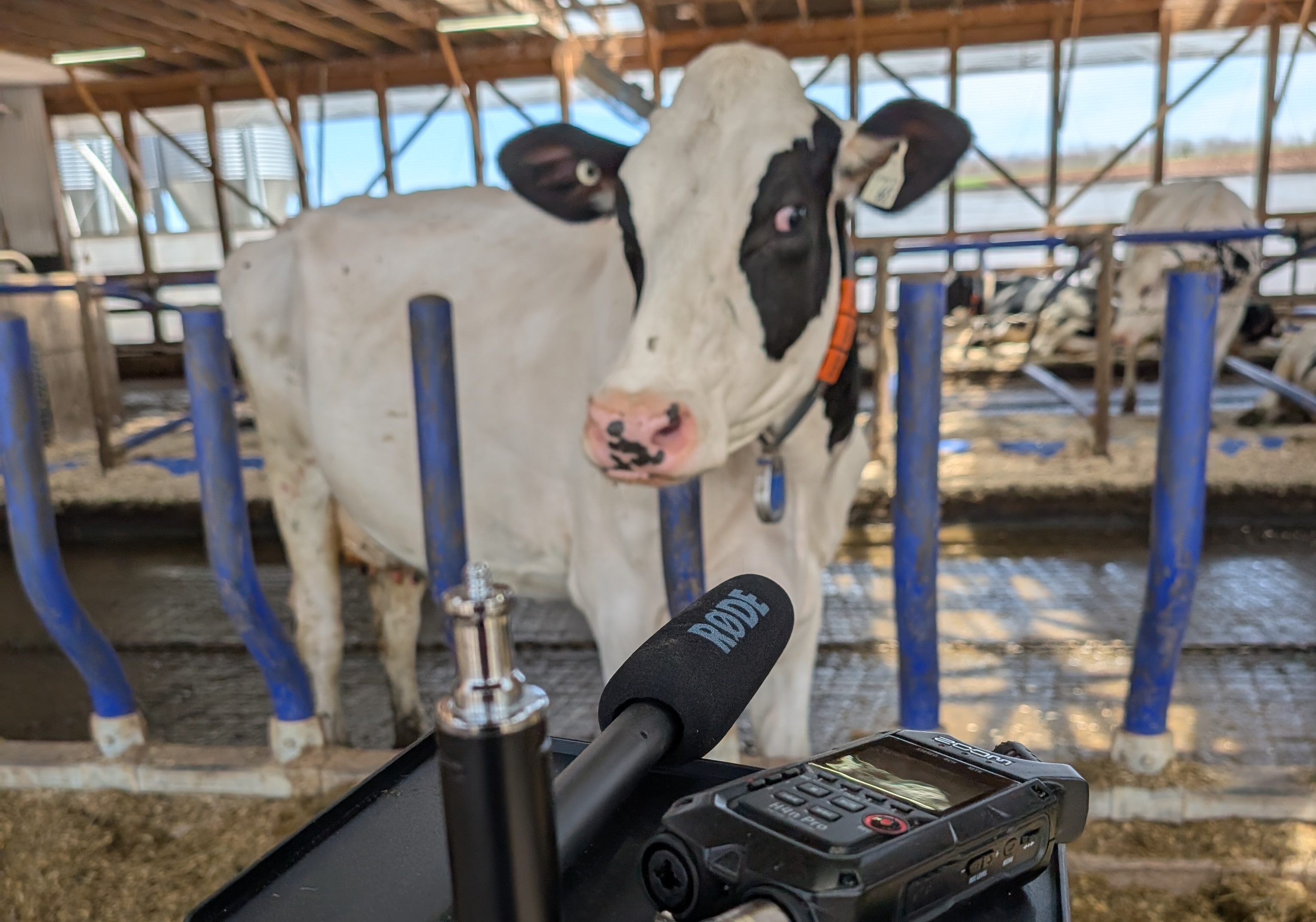 За необученото ухо всяко муукане идващо от крава може да