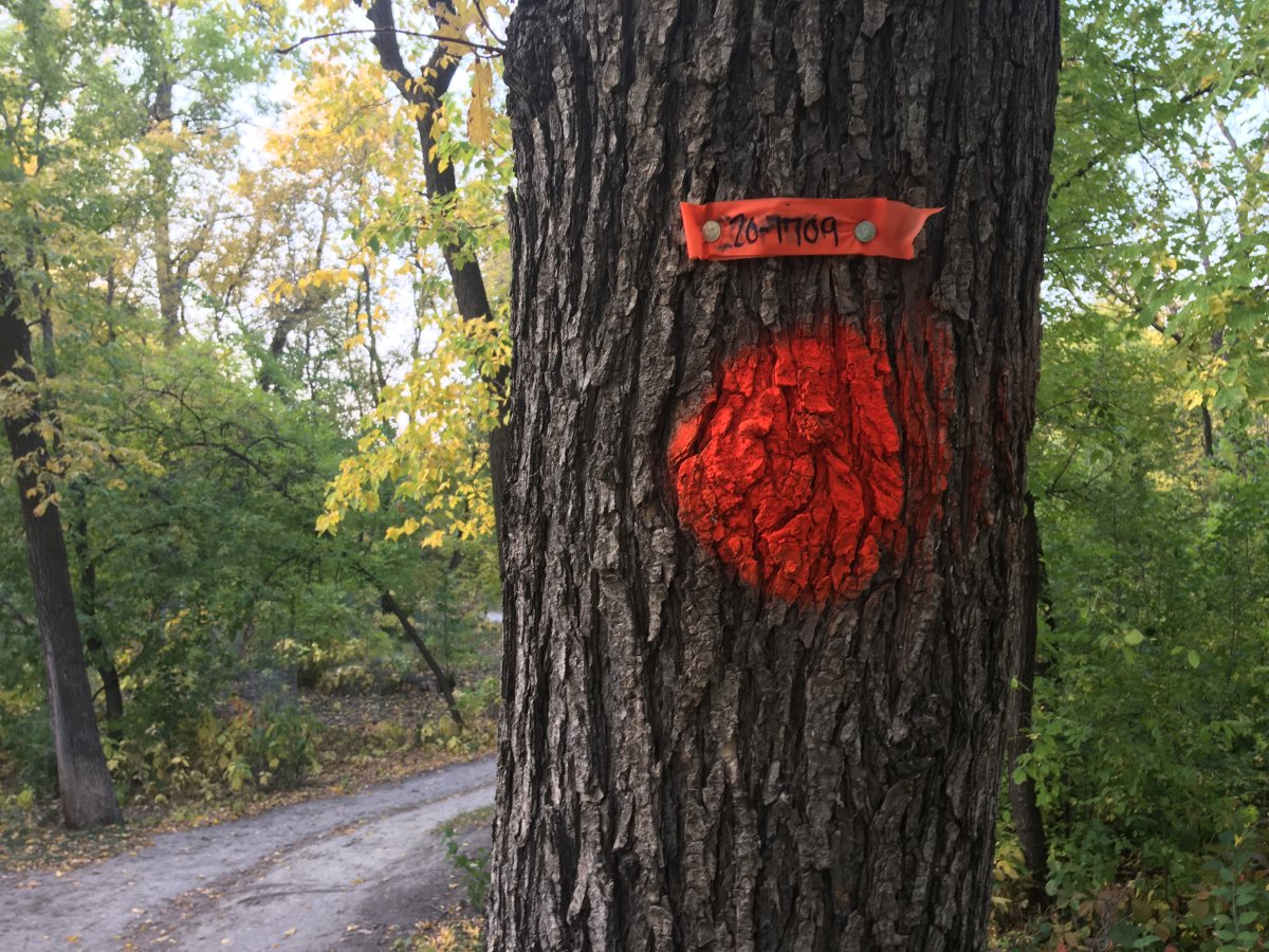 A city tree is pictured with an orange mark to signal its removal. Through bilateral funding the City of Winnipeg is planning to replace a number of trees on Broadway over the next two years.