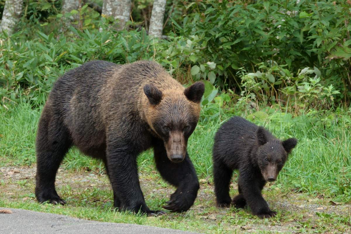 In this file photo, a family of brown bears walks on the road in Shiretoko Peninsula, Hokkaido.