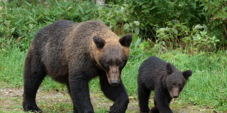 Hiker's watch logged moment man's heart stopped in Japan bear attack