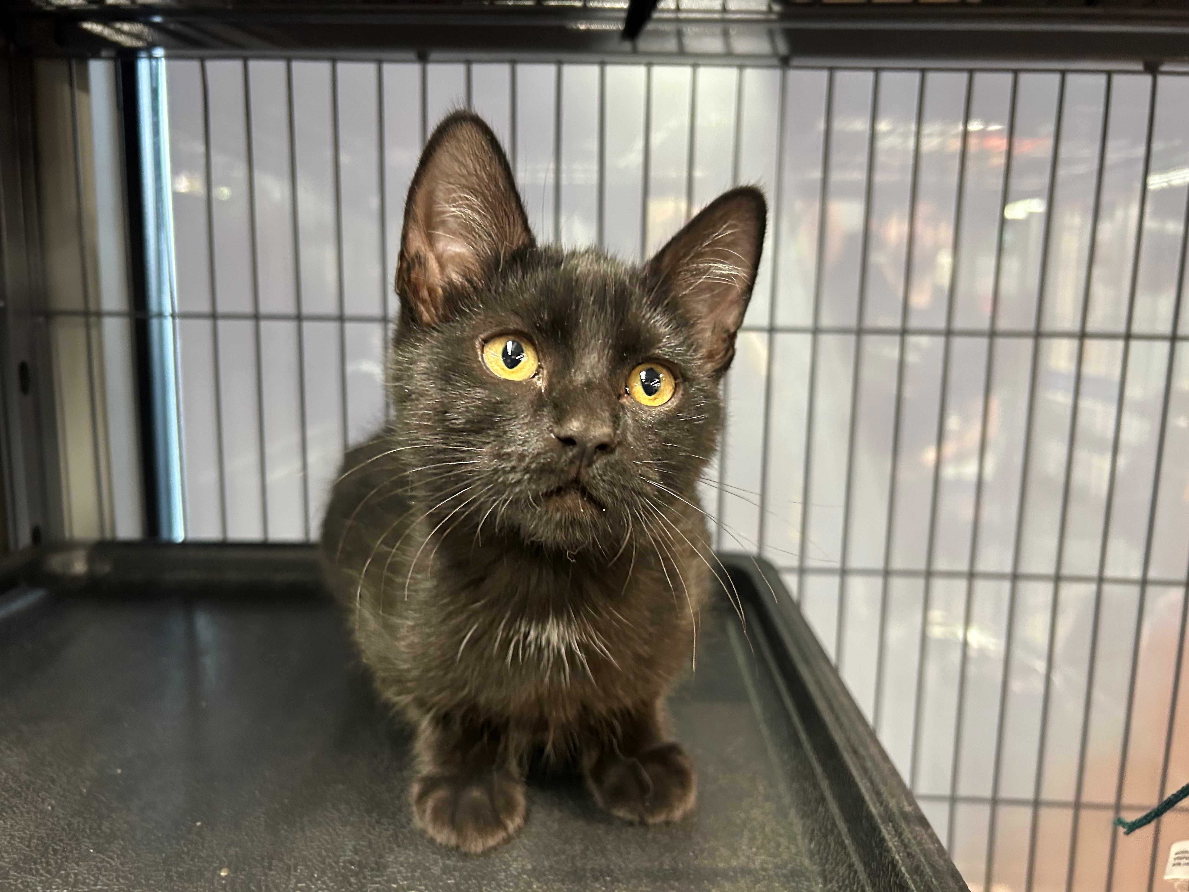 B.c. Charities Want To See Provincial Government End Pet Bans In Rental Housing - Beritaja