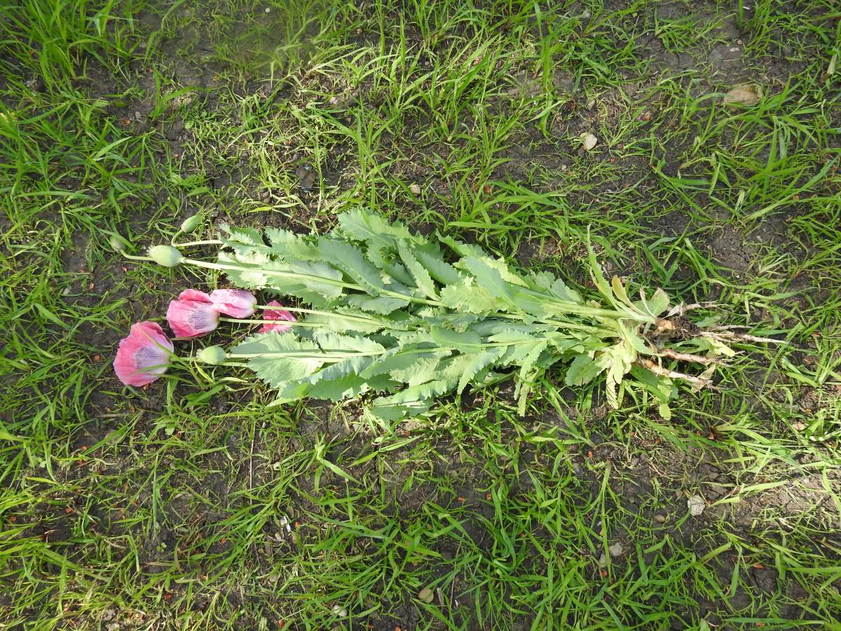 Edmonton police found around 60,000 opium poppy plants being grown on an acreage near 34 Street and 195 Avenue in the city's northeast on July 4, 2025.